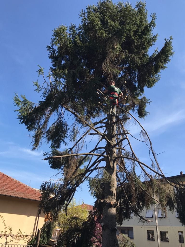 POLLIOTTO MANUTENZIONE GIARDINI