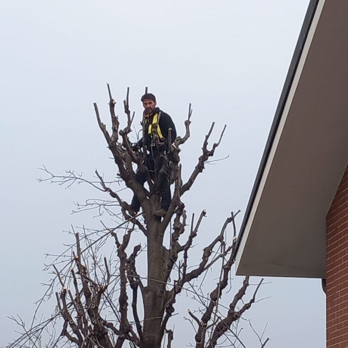 potatura e abbattimento di alberi ad alto fusto