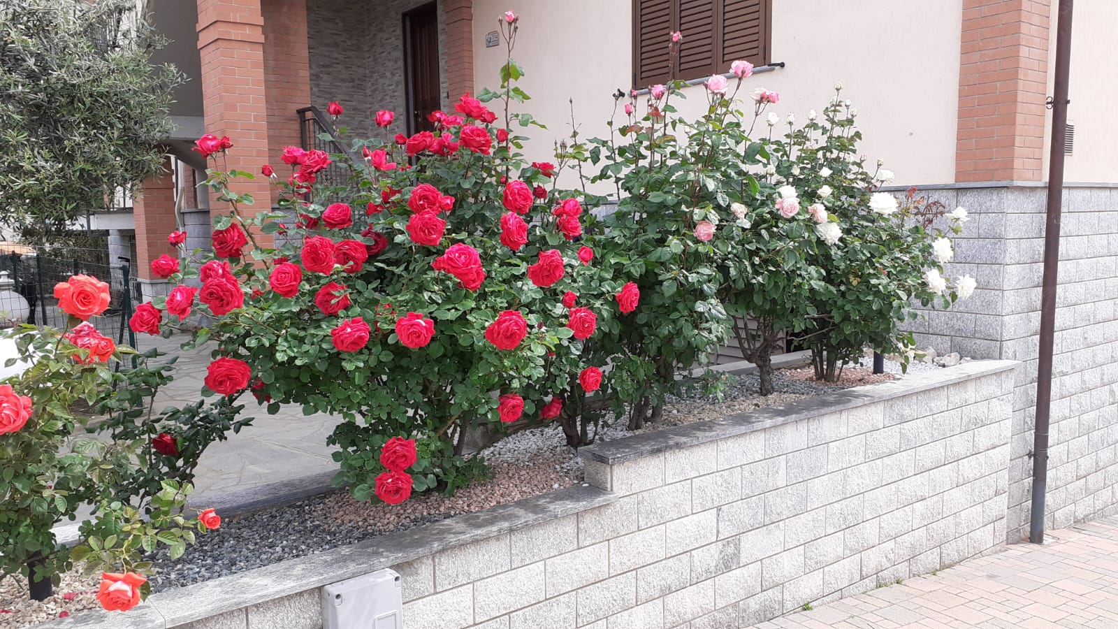 POLLIOTTO MANUTENZIONE GIARDINI