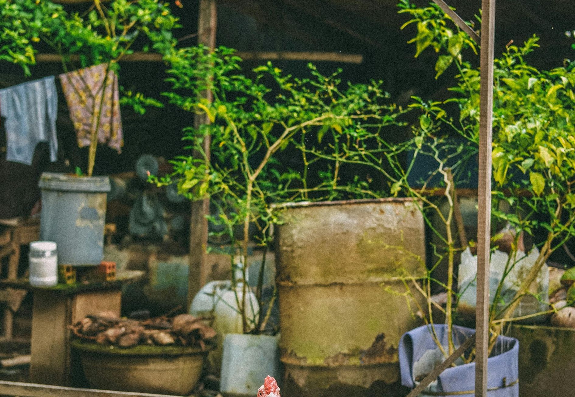 Affordable Yard cleanups