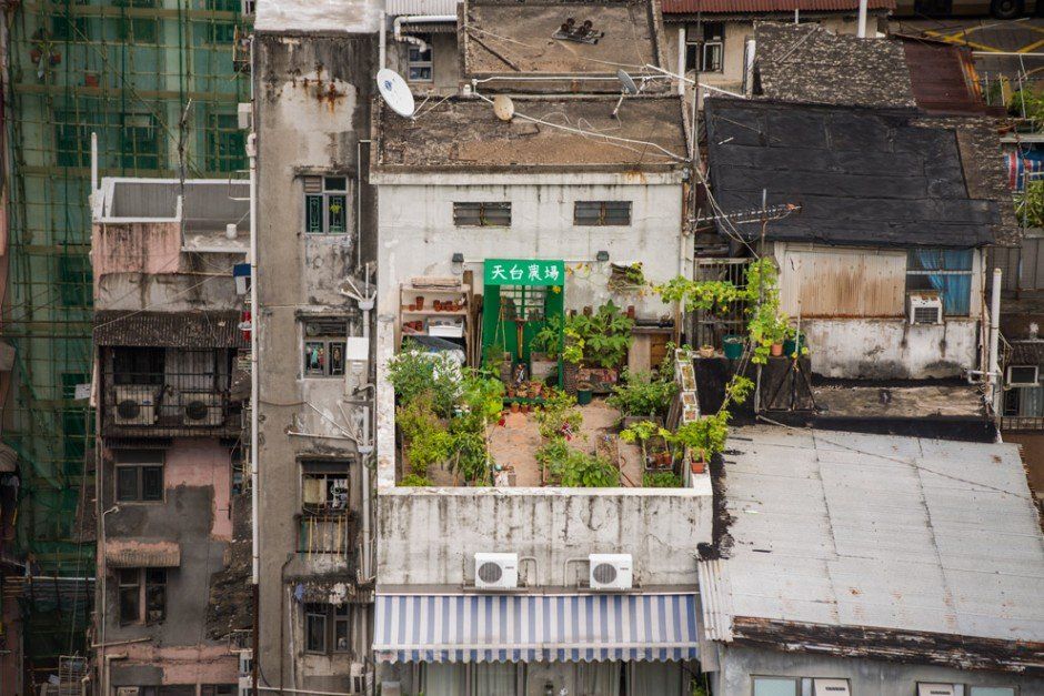 HK Farms collaborate with local communities to create rooftop farms in Hong Kong, The group consists of artists, designers and farmers that specifically aim to reduce the city's carbon footprint.