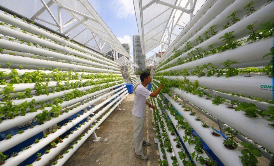 Pioneering vertical farming in 2012, VertiCrop produce is grown in special trays suspended from a track overhead, which rotates the crops through the water and nutrients they need to grow. The water and nutrients that run off the crops are then collected in order to be recycled.