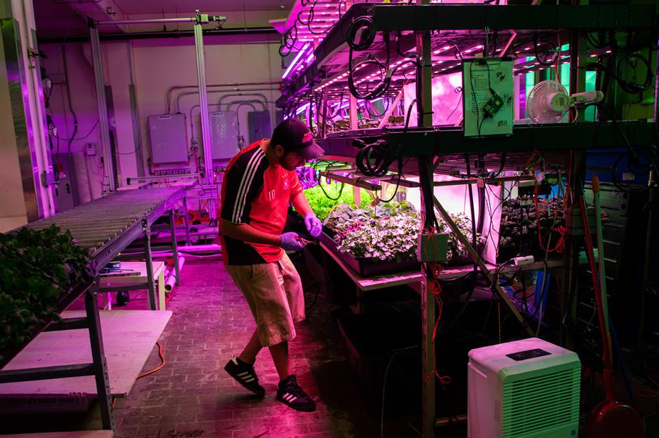 Six types of lettuce is grown under LED lighting in an area the size of four parking spaces. Run by Backyard Fresh Farms, three tonnes of produce is grown each year and is loved by some of Chicago's best chefs.