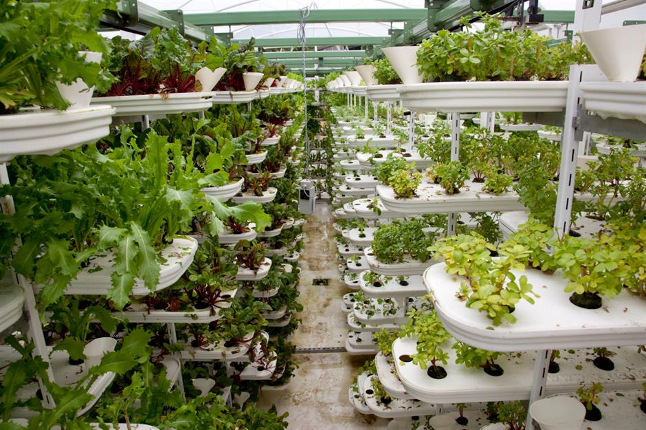 Pioneering vertical farming in 2012, VertiCrop produce is grown in special trays suspended from a track overhead, which rotates the crops through the water and nutrients they need to grow. The water and nutrients that run off the crops are then collected in order to be recycled.