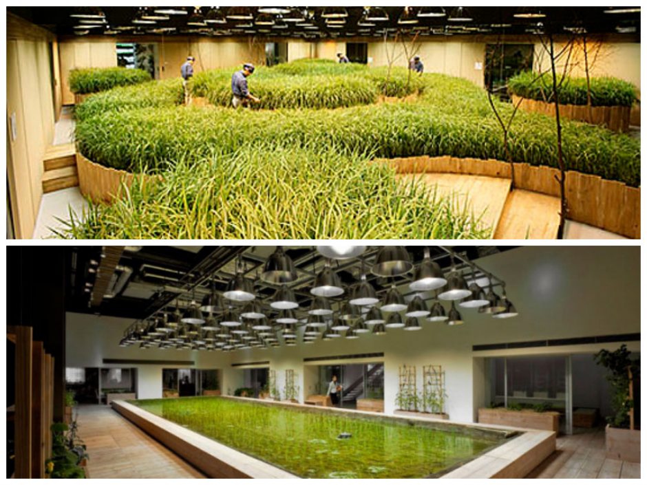 This urban farm, situated in converted bank vaults in Pasona, Tokyo, trains the unemployed or workers after a new career in farming hydroponics.