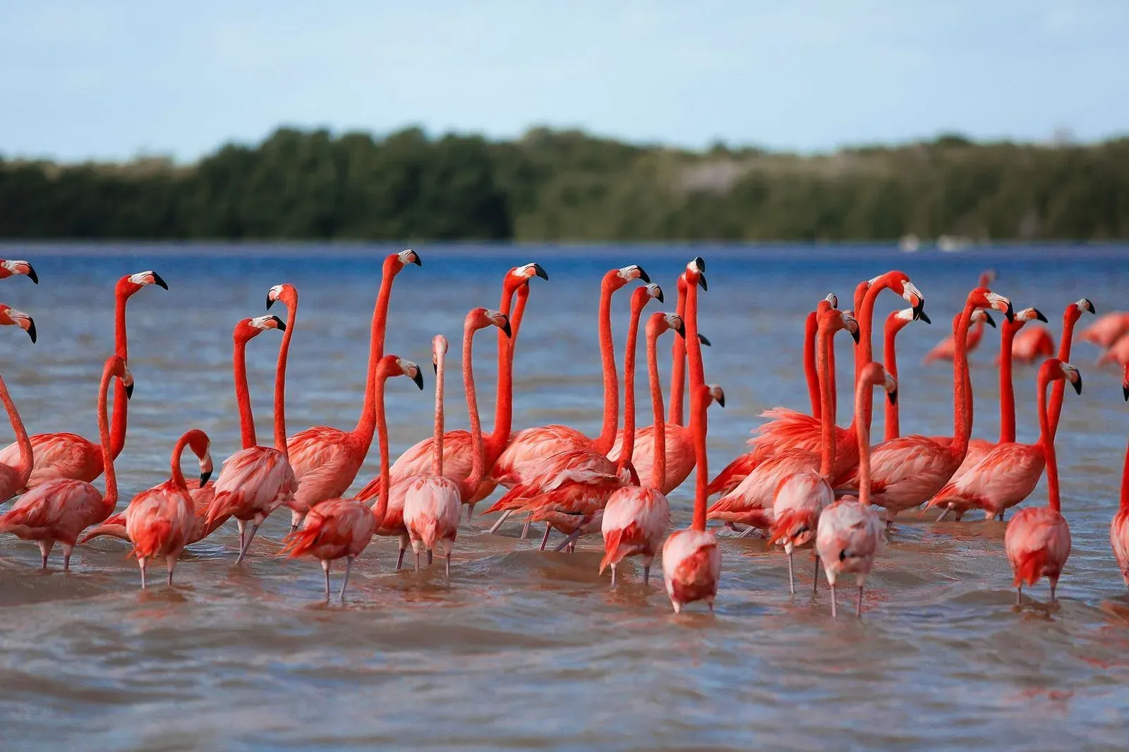 A flock of flamingos are standing in the water.