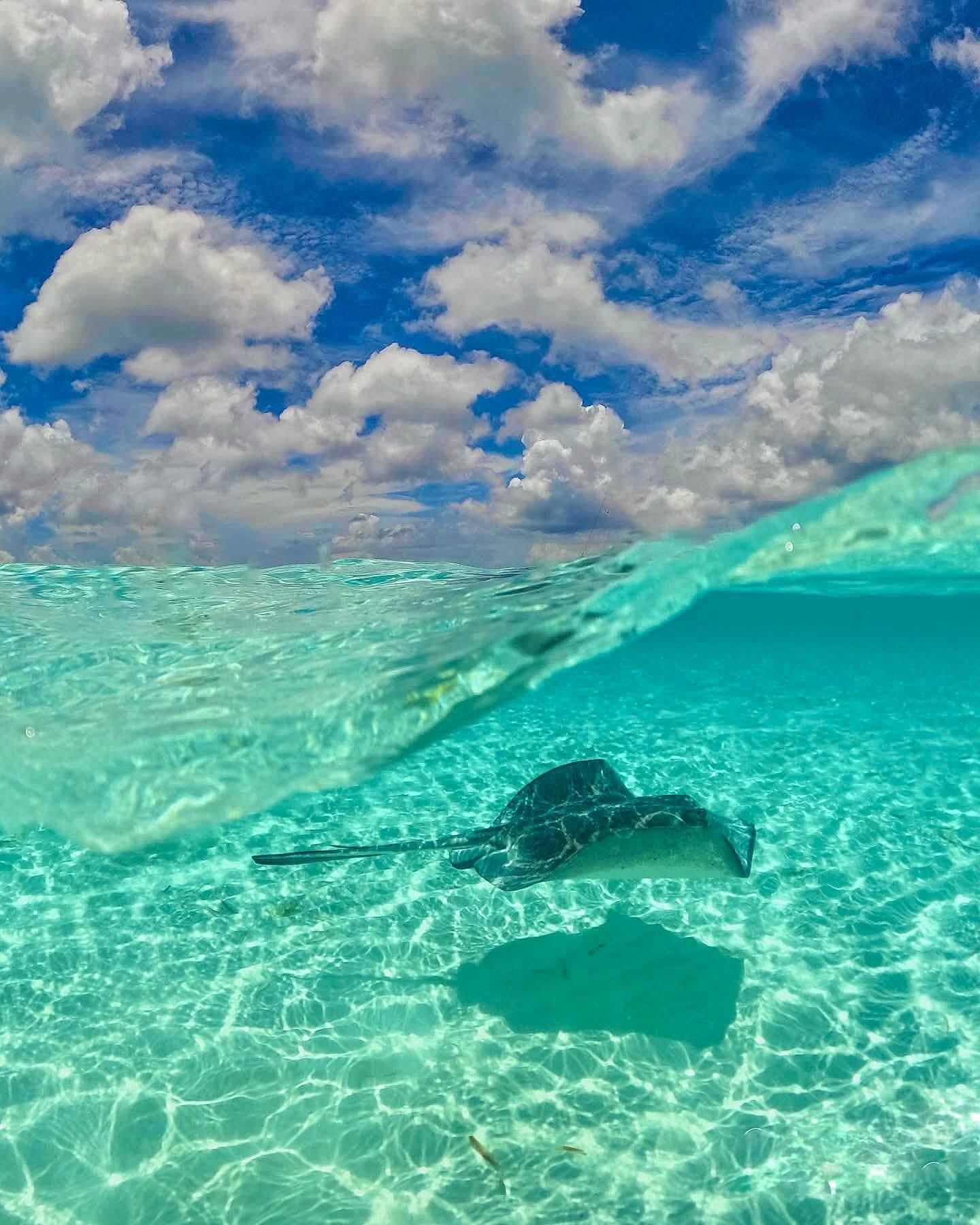 Una mantarraya nadando en el mar turquesa del Caribe mexicano.