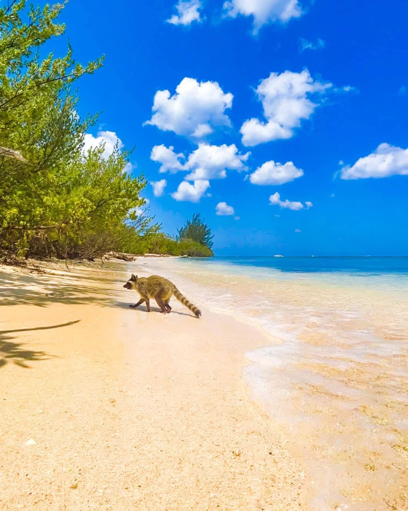 Un animal caminando sobre la arena a lado del mar con vegetación.