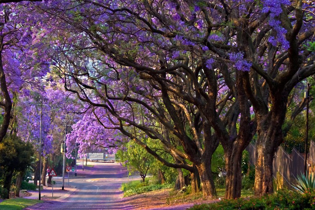 jacarandas en primavera