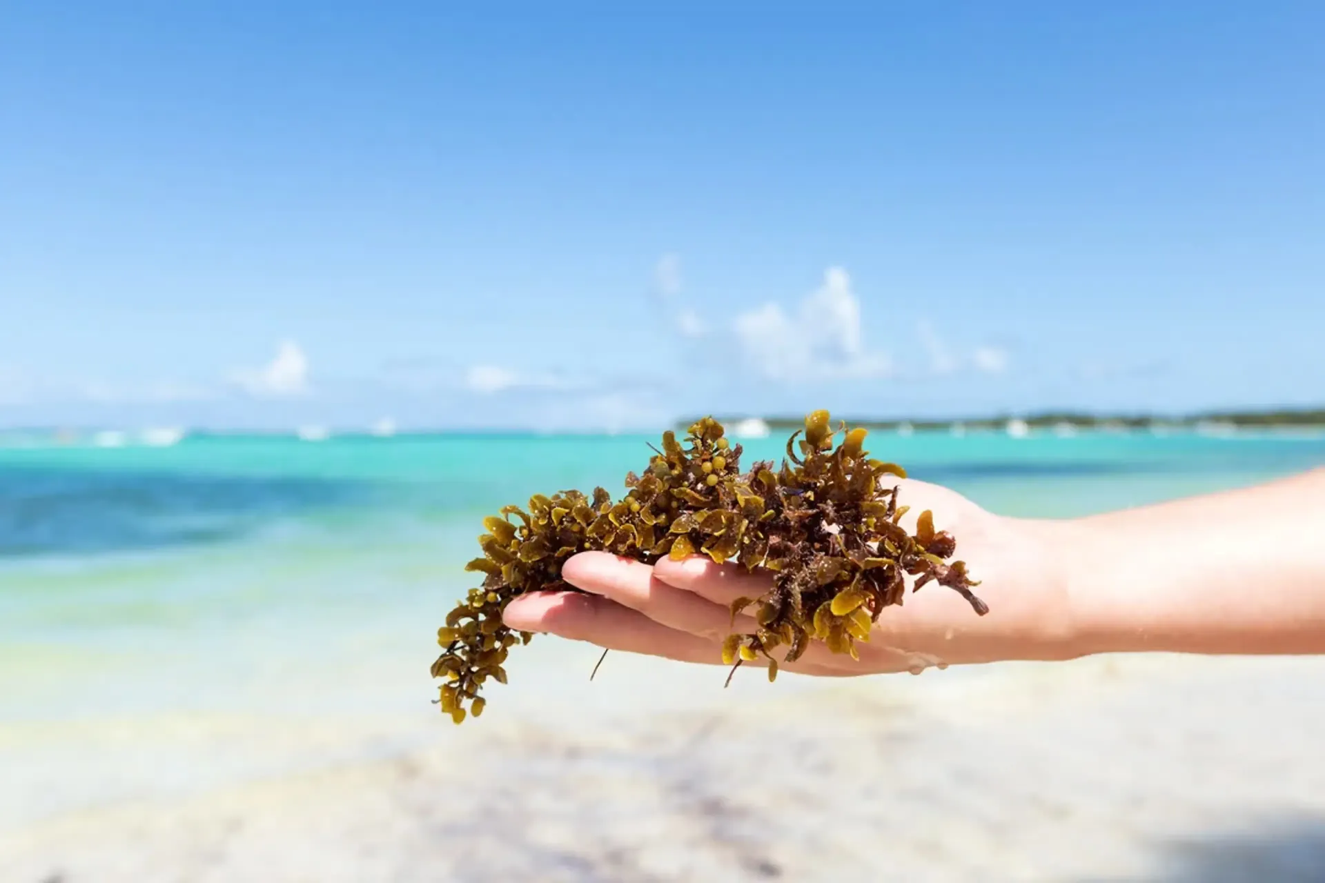 A hand holding sargassum on a beach in Cancun.