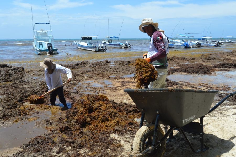 Workers cleaning the sargassum on a beach in Puerto Morelos.