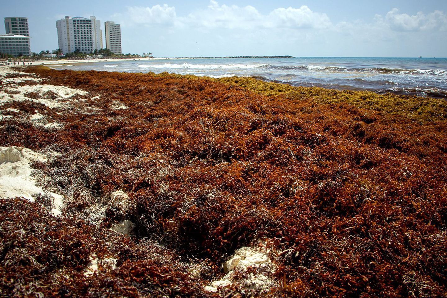 Beach in Cancun with sargassum.