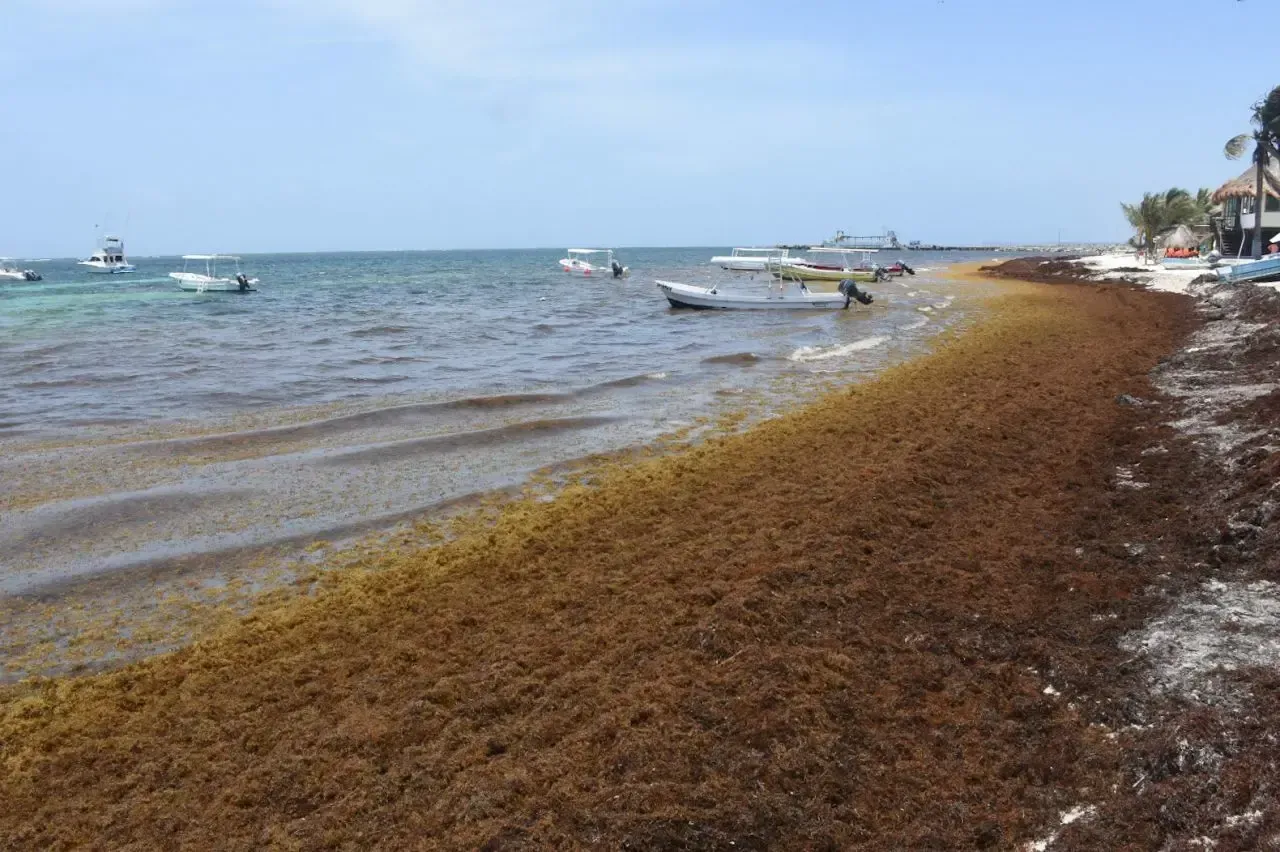 Beach in Playa del Carmen with sargassum.