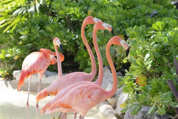 Flamingos rosados con vegetación alrededor.