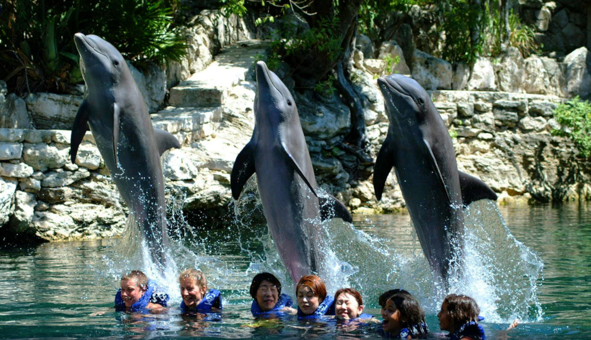 A group of people are standing in the water with dolphins jumping out of the water.