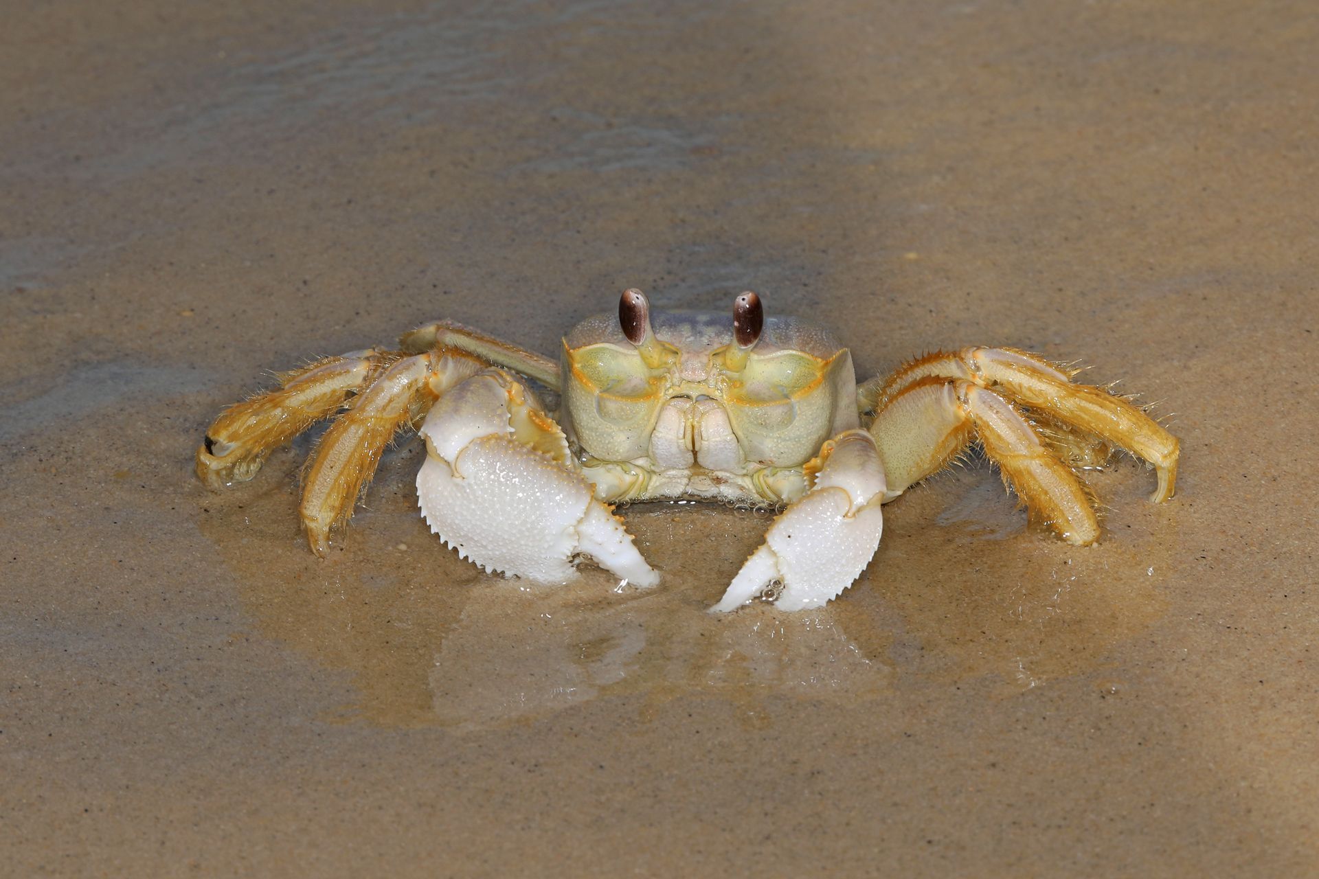 a crab is crawling on the sand on the beach .