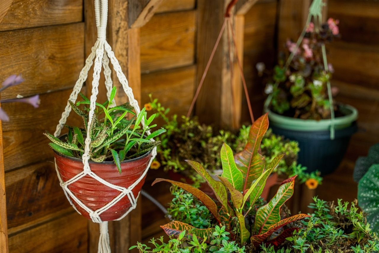 there are many potted plants hanging from a rope .