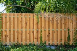 Wooden privacy fence with vertical boards, greenery below and palm tree in the background.