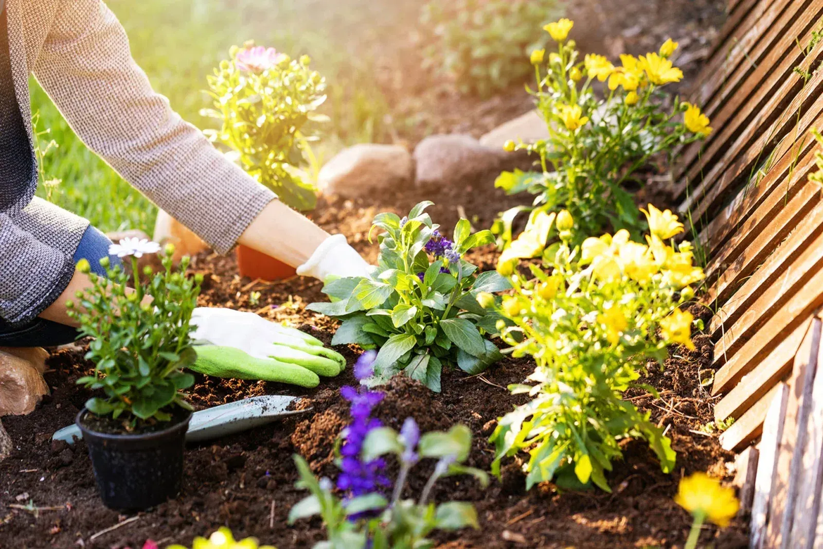 Gardener planting colorful flowers in a sunlit flower bed with gloves and a trowel