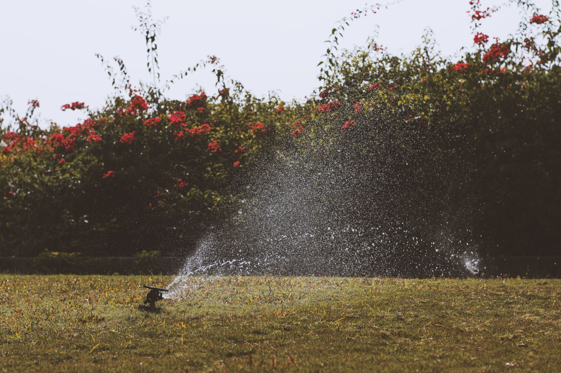 Lawn sprinkler spraying water across a sunlit grassy yard with red flowering shrubs in the background