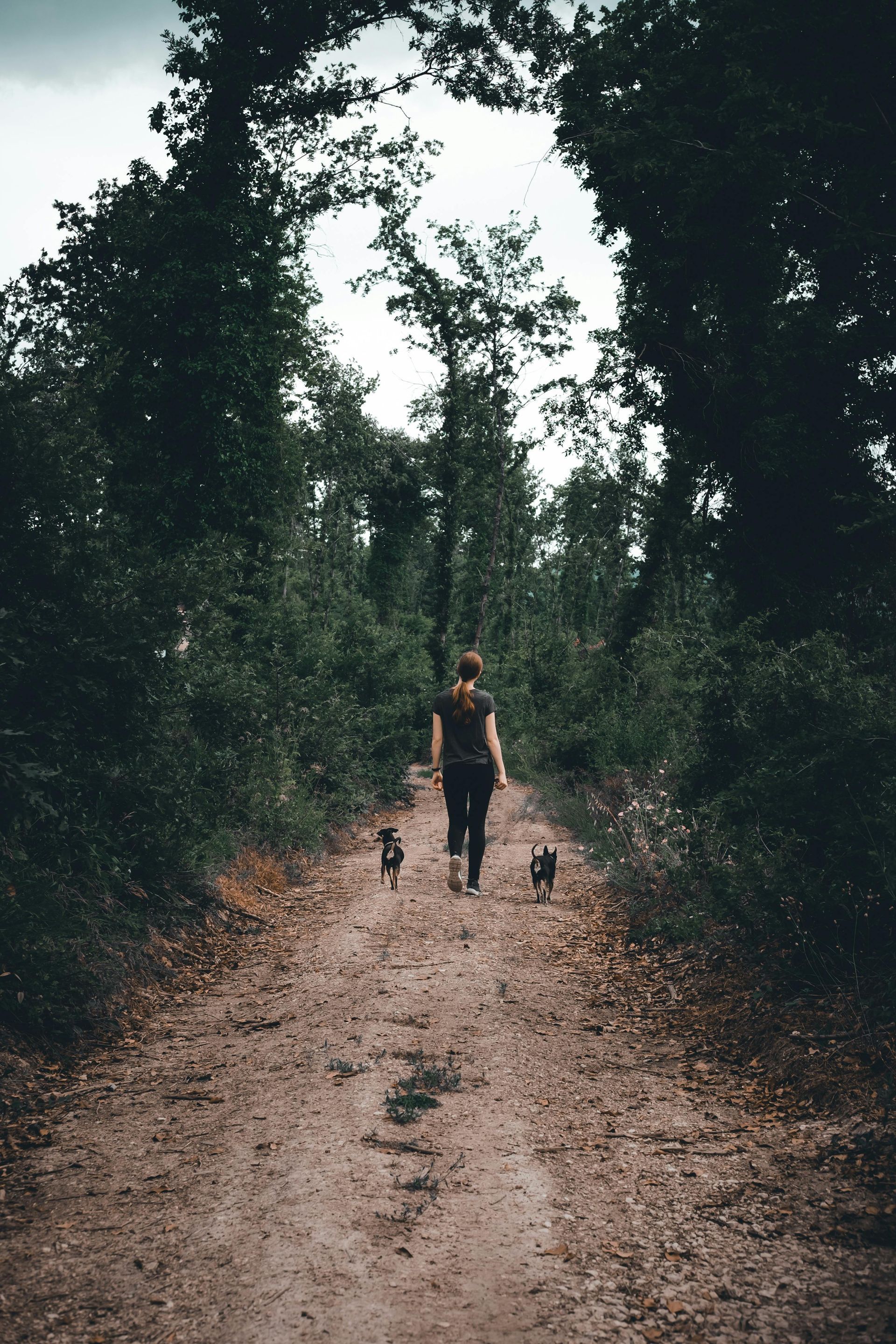 A person walking two small dogs down a quiet, dirt path surrounded by dense, dark green trees.