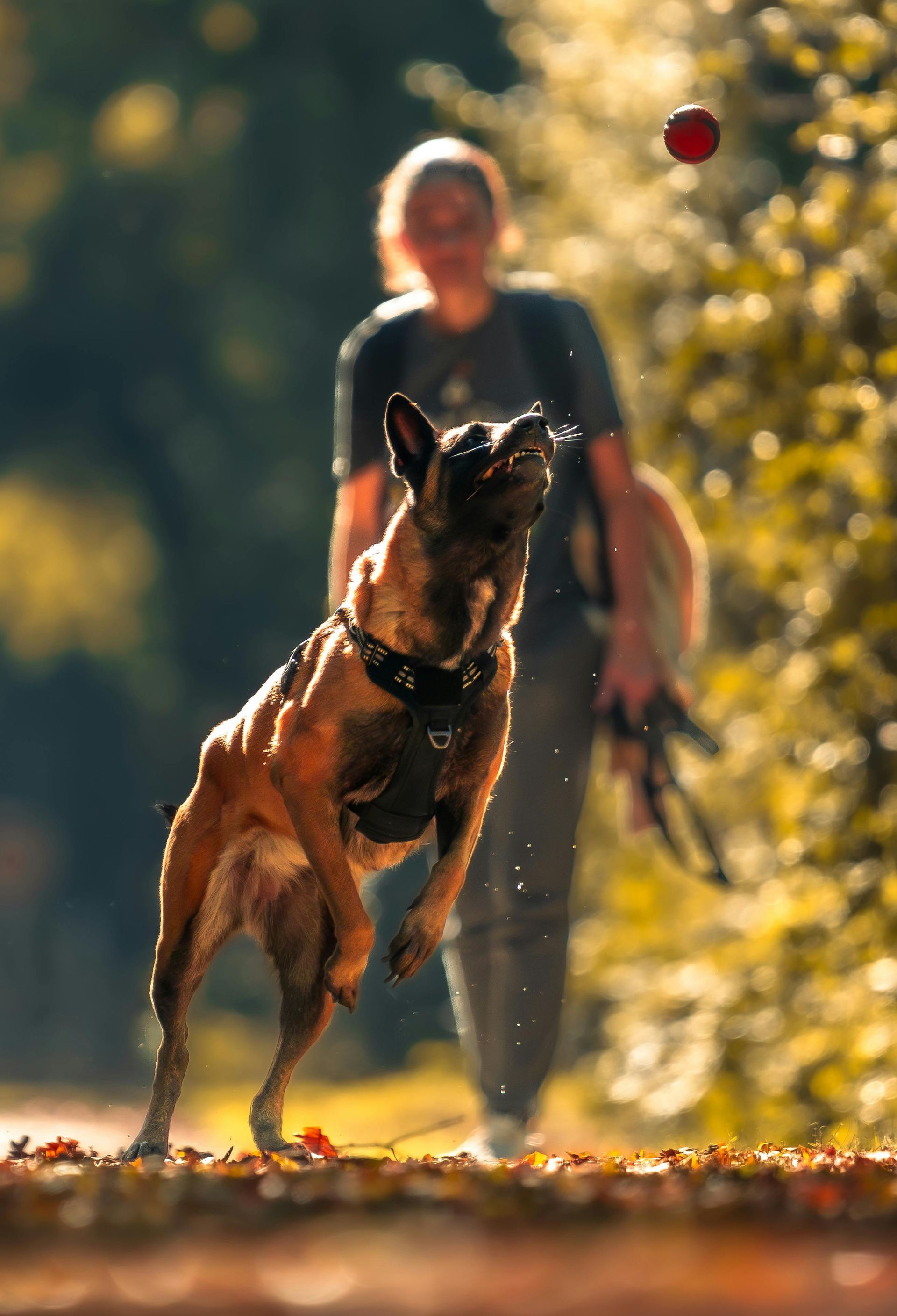 A tan and black dog jumps to catch a red ball in a sunlit, leafy outdoor setting with a person walking in the background.