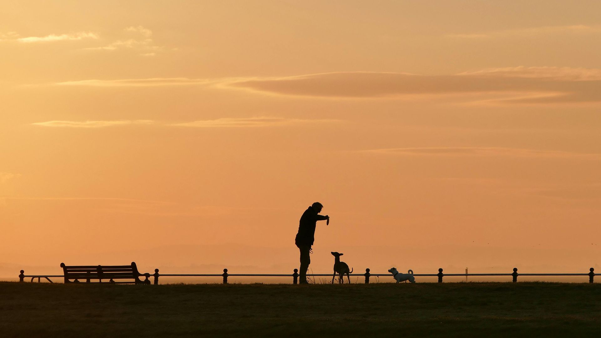A silhouette of a person standing on a grassy path at sunset, holding a treat for two dogs, with a park bench nearby.
