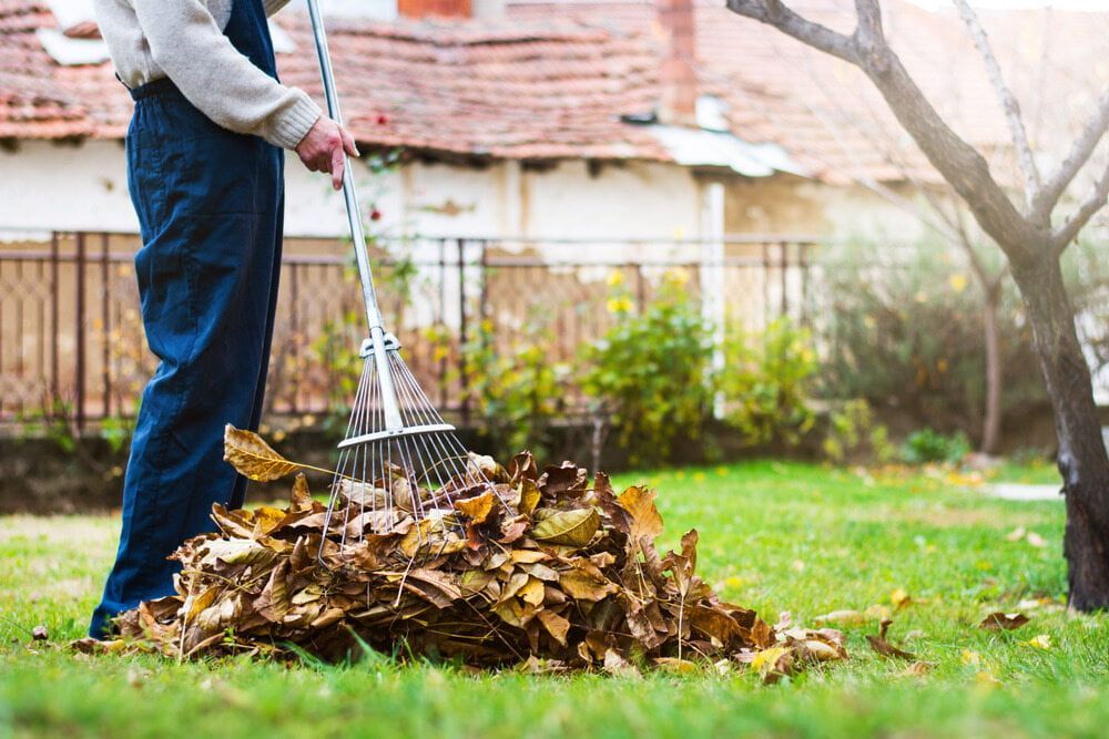 A Man Is Raking Leaves in His Backyard — D-Scapes Landscaping Services Pty Ltd in Forster, NSW