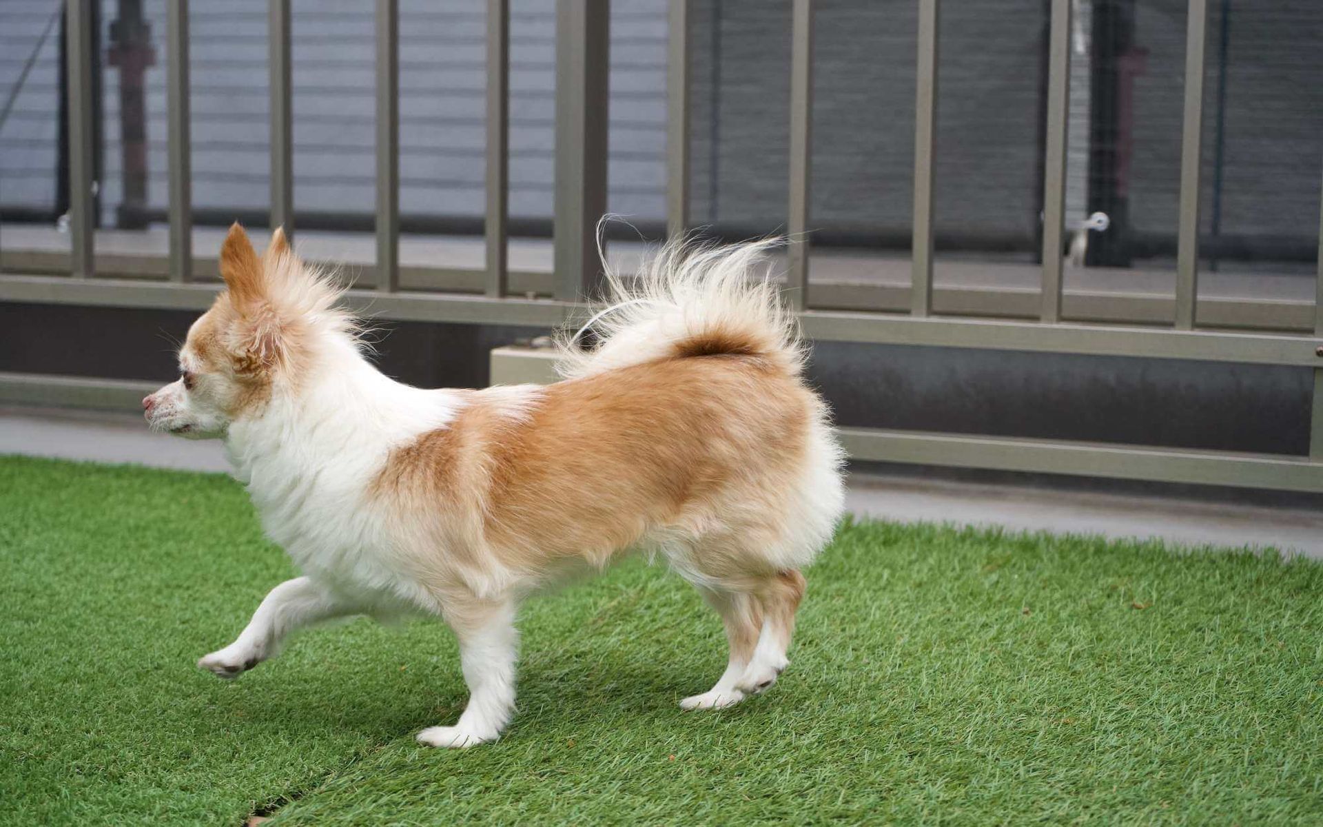 chihuahua walking around a newly installed artificial grass for dogs