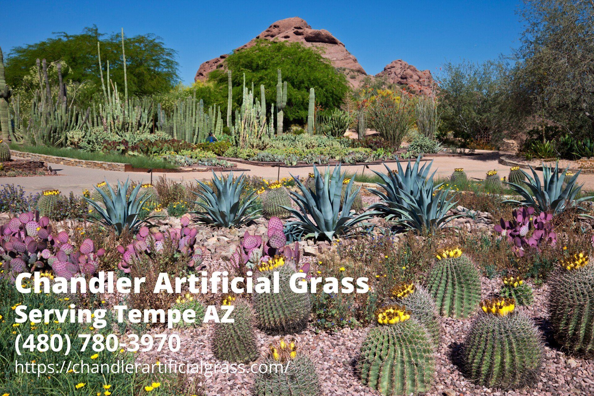 Chandler Artificial Grass' business info in the photo of the Desert Botanical Garden