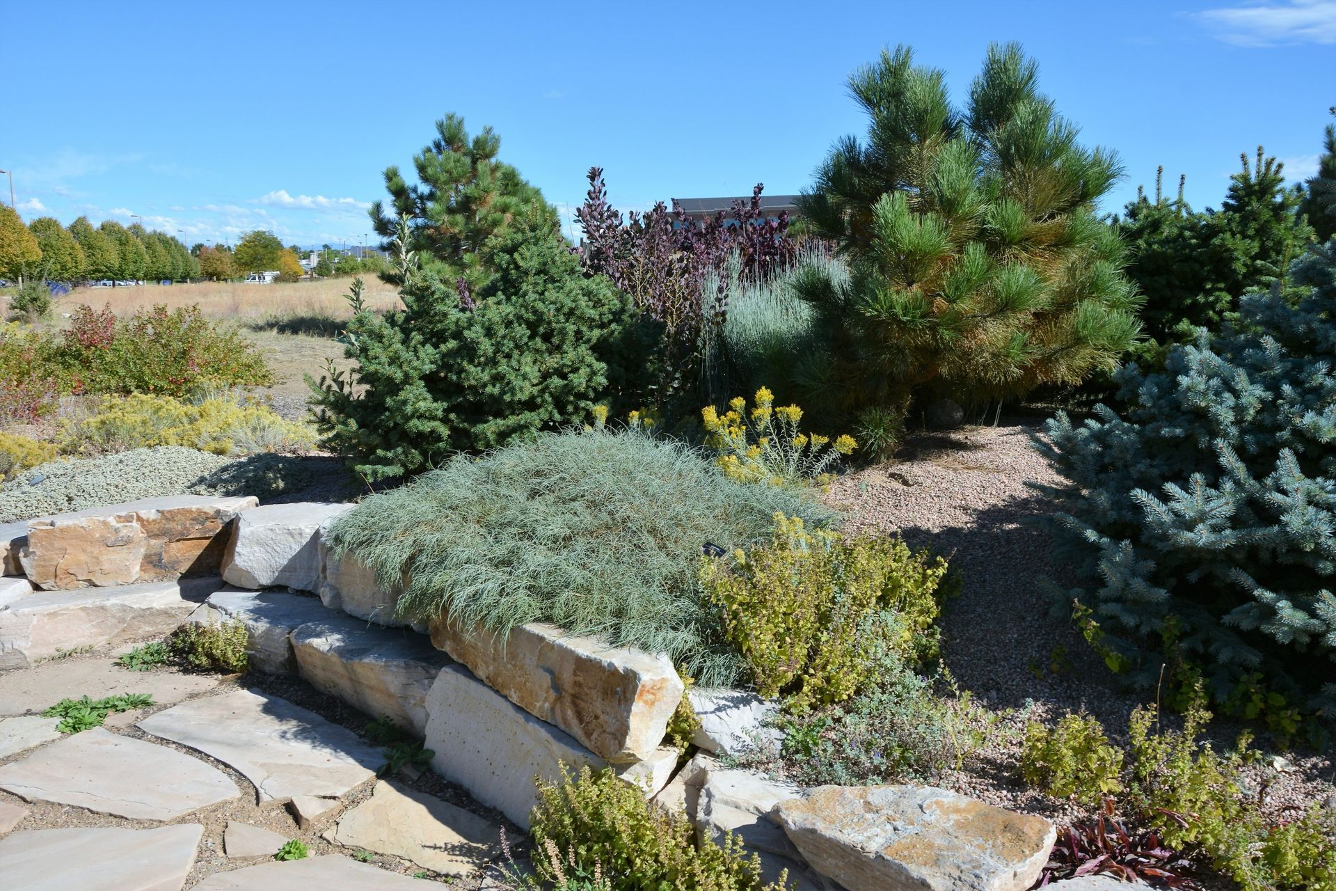 A picture-perfect desert landscaping in Chandler AZ