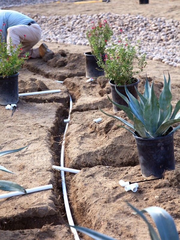 effective irrigation systems are installed before turning the space into a xeriscape oasis