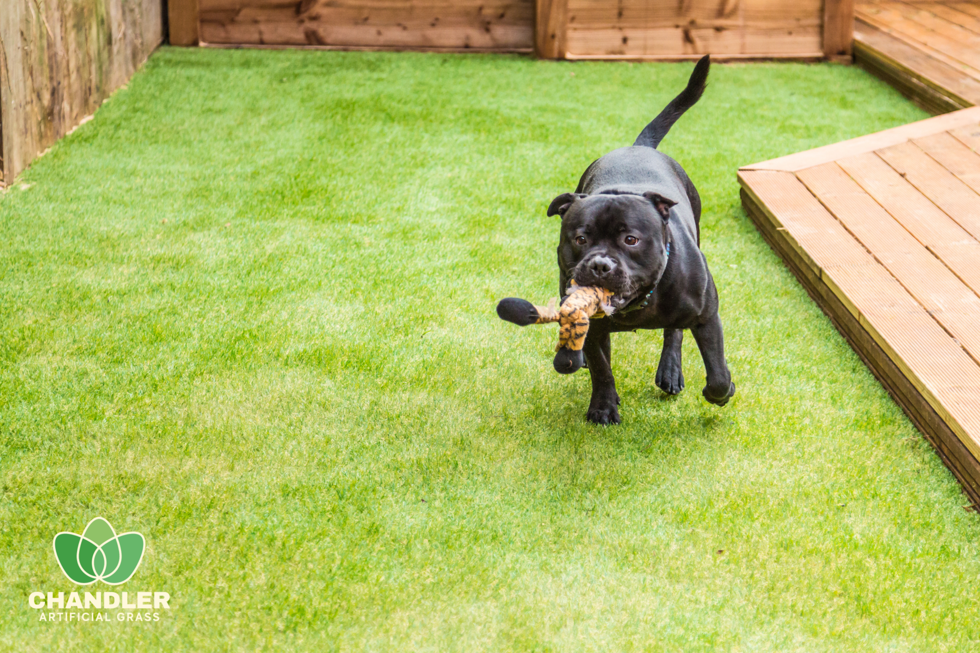 6 Things You MUST Consider When Choosing Artificial Grass for Dogs