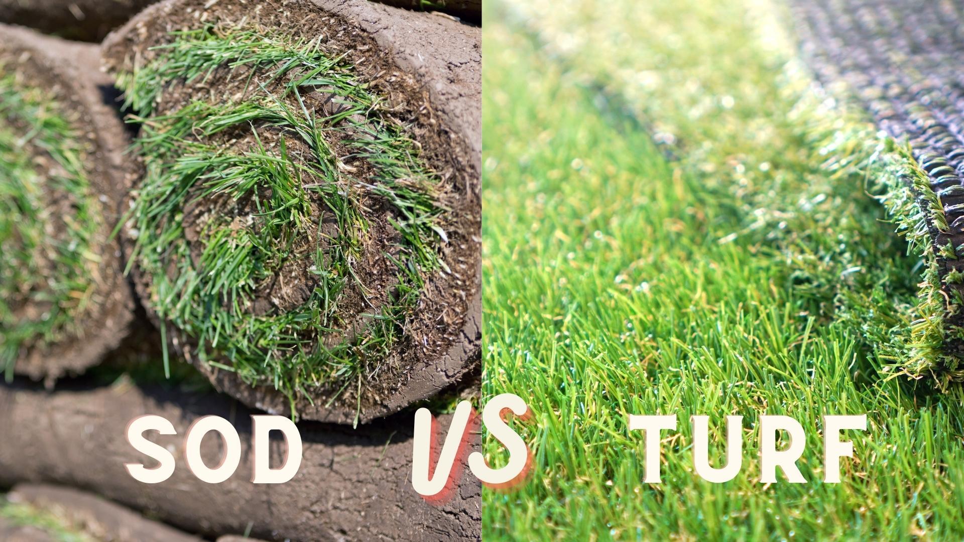 sod vs turf image
