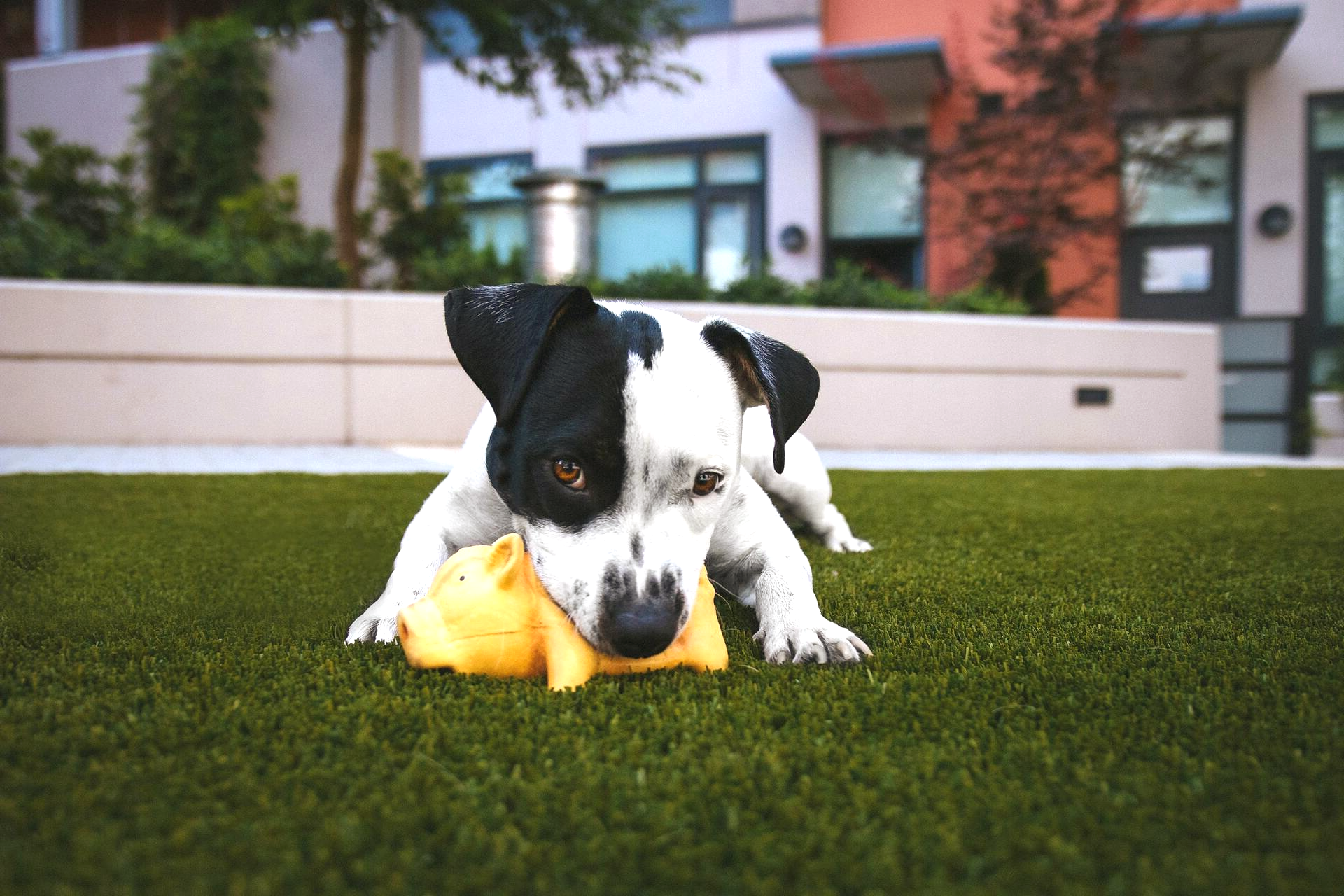 dog chewing on his pig toy while enjoying playing around his pet turf