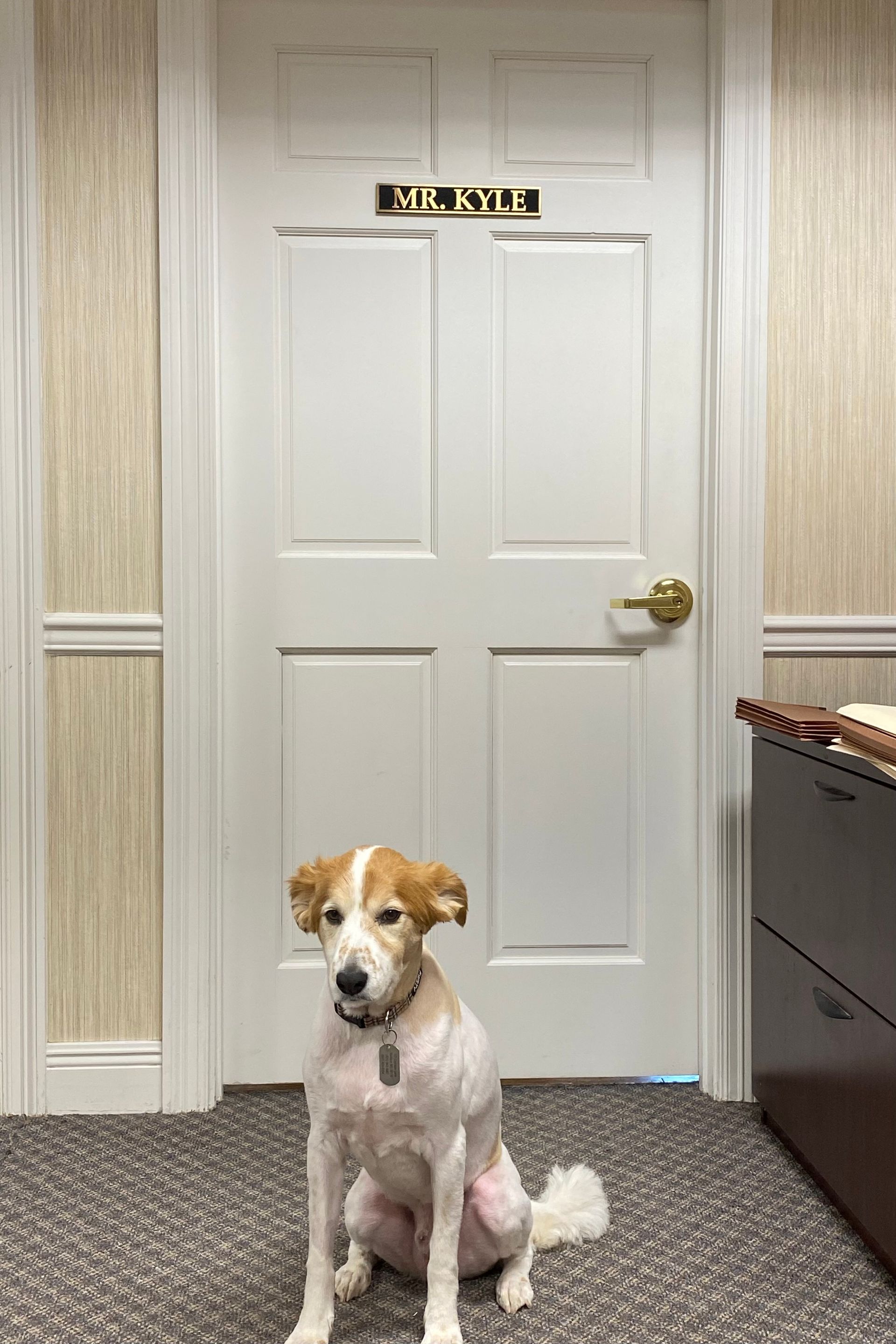 A brown and white dog is sitting in front of a door.