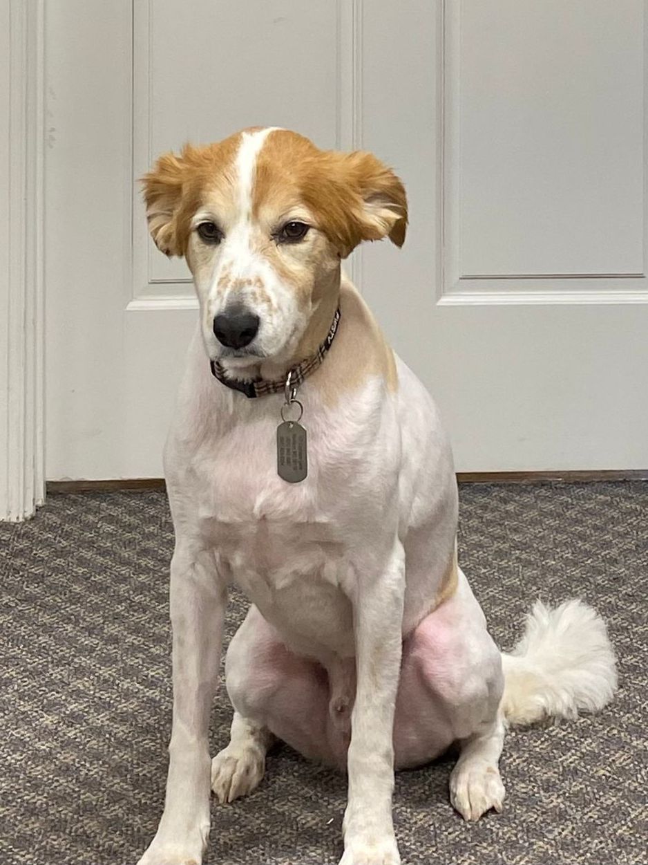a brown and white dog with a tag