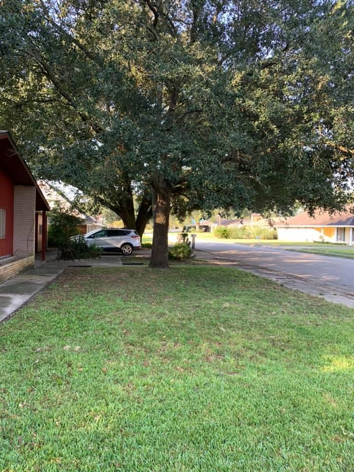 A large tree stands in a suburban front yard next to a driveway with a parked silver SUV, facing a quiet street.