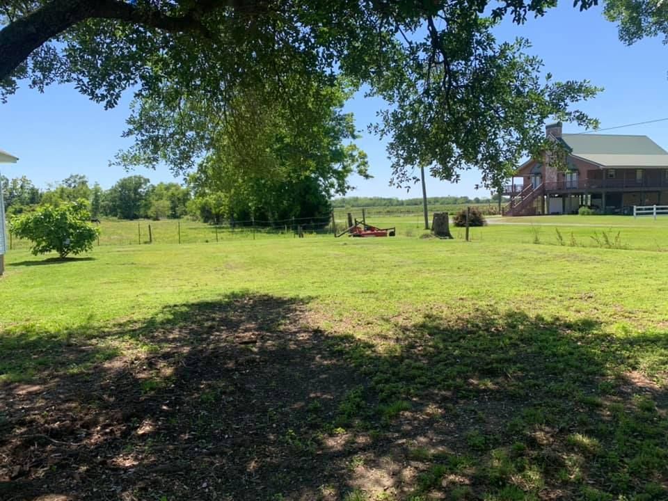A grassy yard under a large tree, featuring a two-story house in the distance and a clear blue sky.
