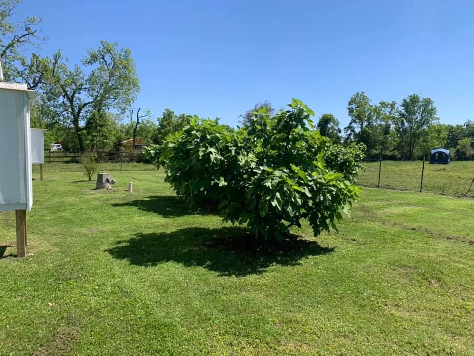 Two large, leafy green fig bushes grow in a sunlit grassy field under a clear blue sky.