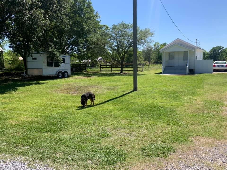 A dog sniffs the grass in a sunny yard with a white trailer, a small white house, and trees in the background.