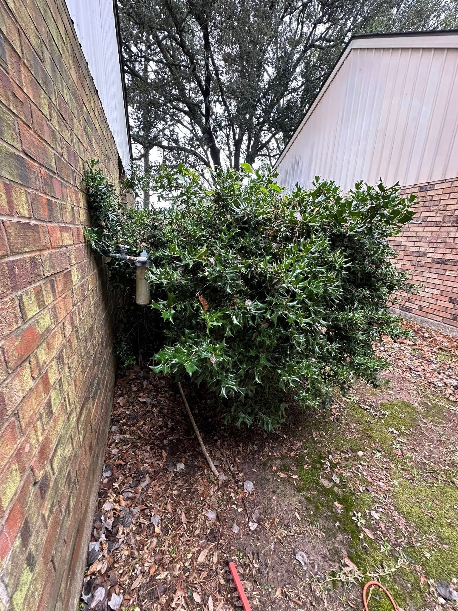 A dense green holly bush grows in a narrow space between a brick wall and a house exterior, surrounded by fallen leaves.