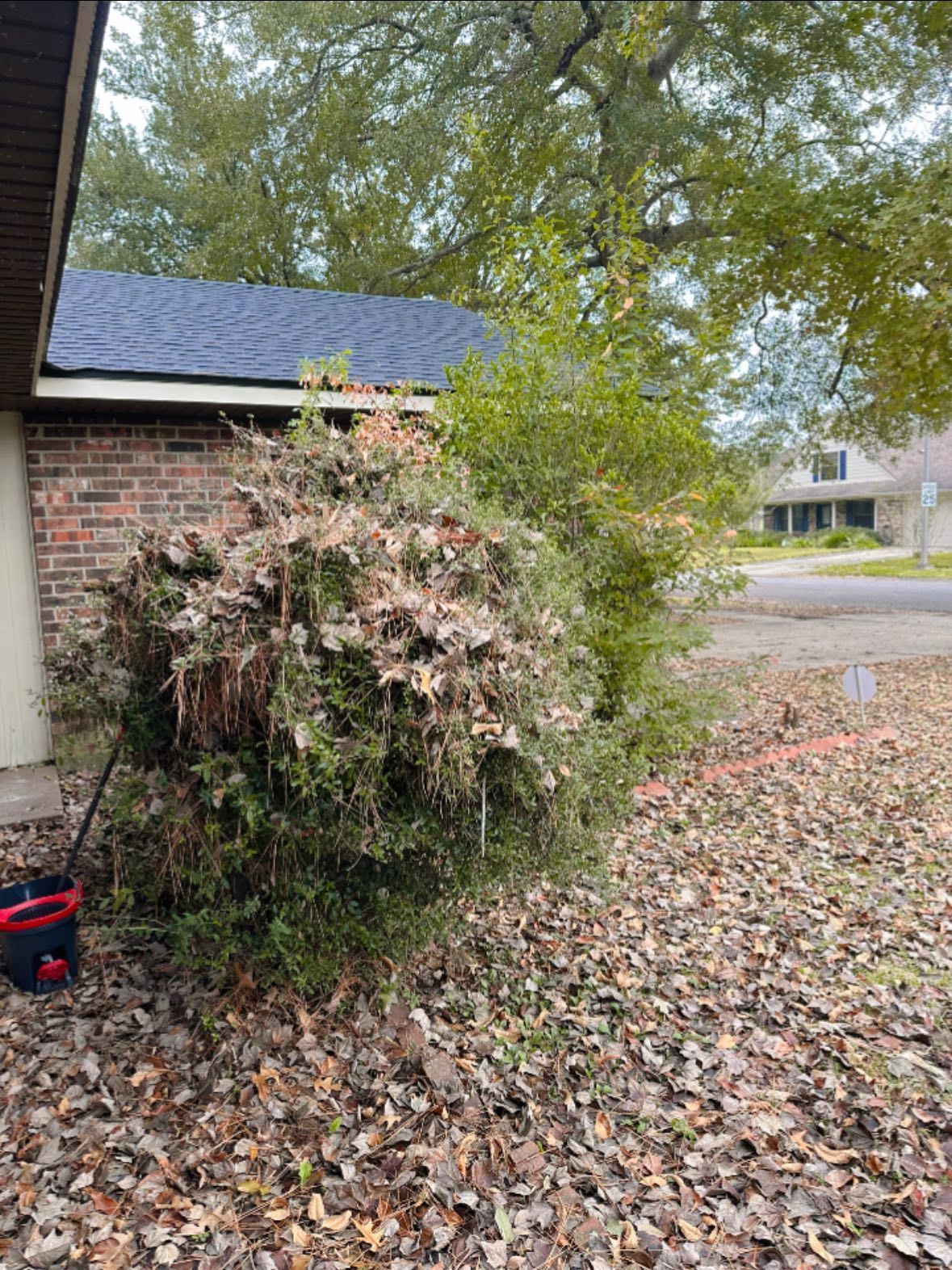 A large shrub with dead, brown leaves covering the top, located in a yard with scattered fallen leaves in front of a house.