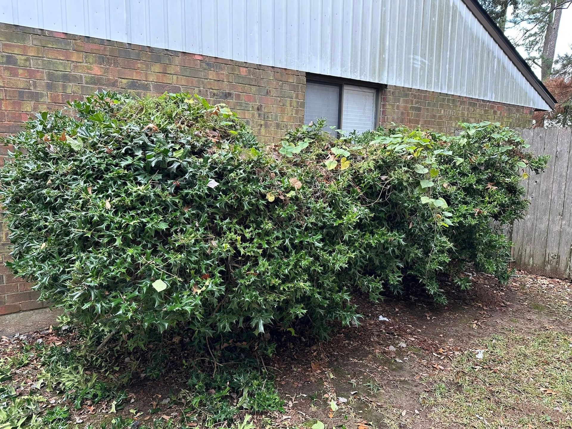 A large, dense green bush sits in front of a brick building with a metal-sided wall and a window.
