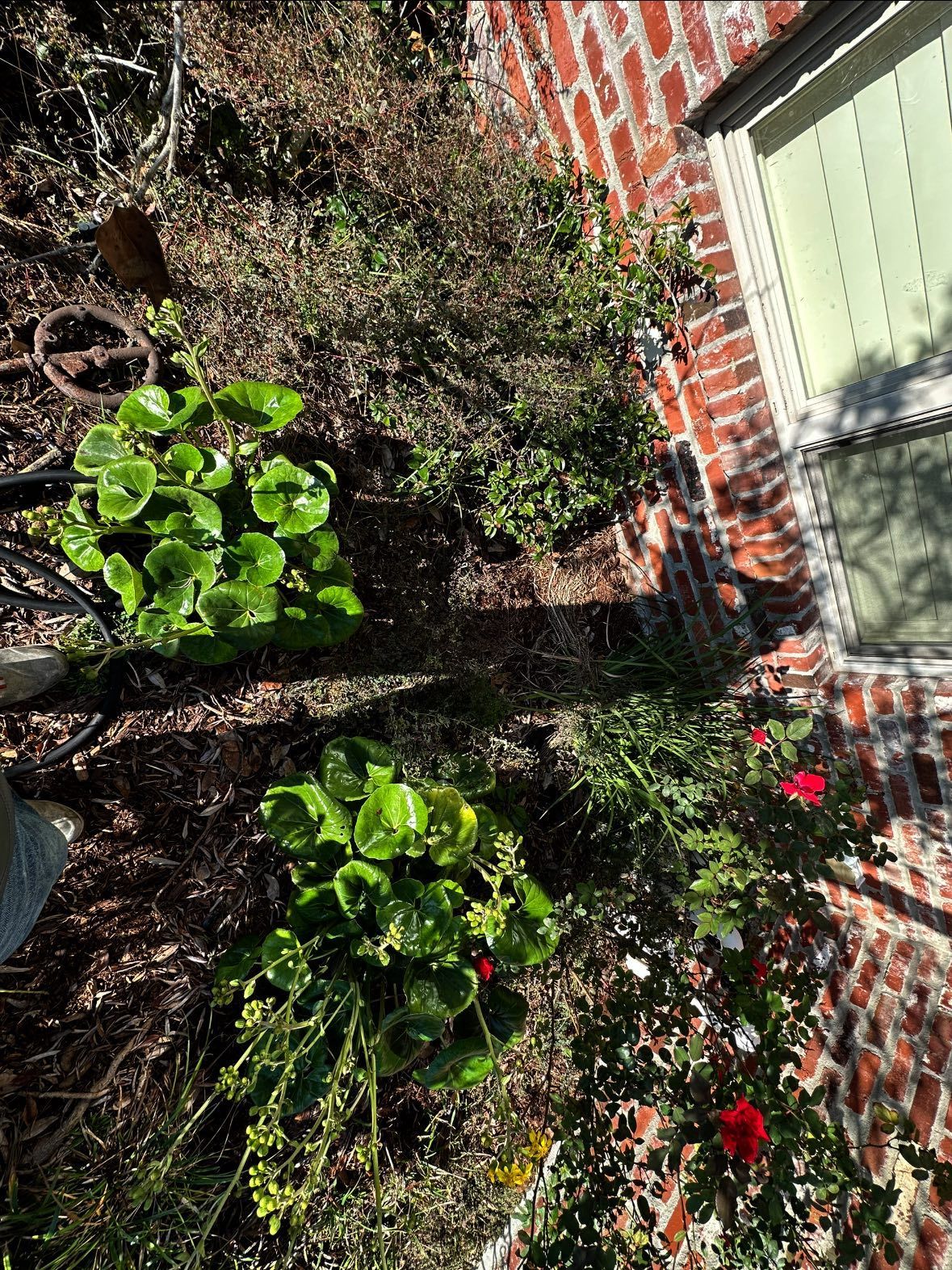 A high-angle view of two green leafy geraniums and a rose bush with red flowers planted near a weathered brick wall.