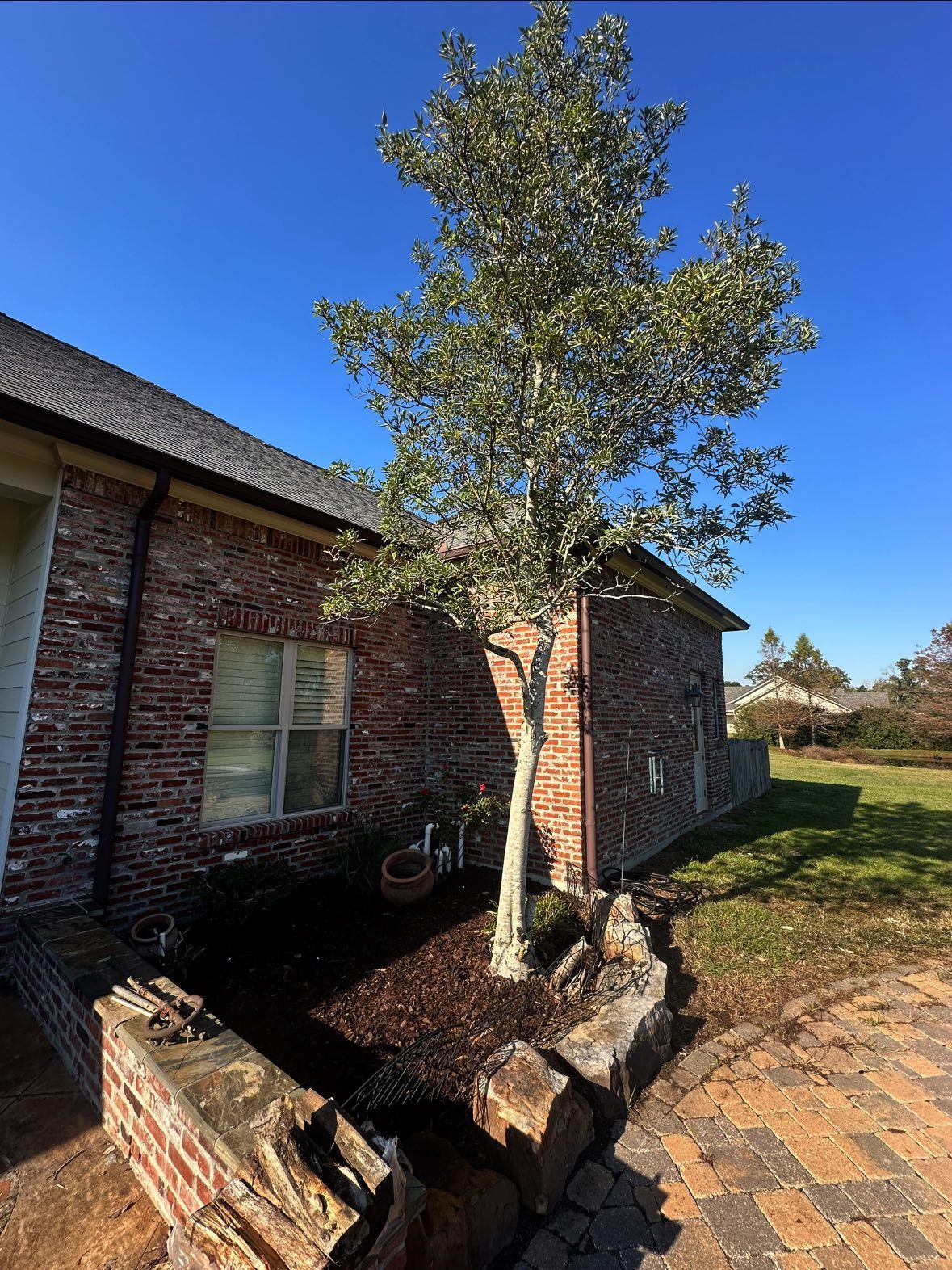 A tall tree with grey-green leaves grows in a stone-bordered garden bed next to a red brick house under a clear blue sky.