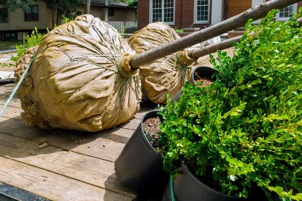 tree installation and transplanting in rehoboth and dighton ma