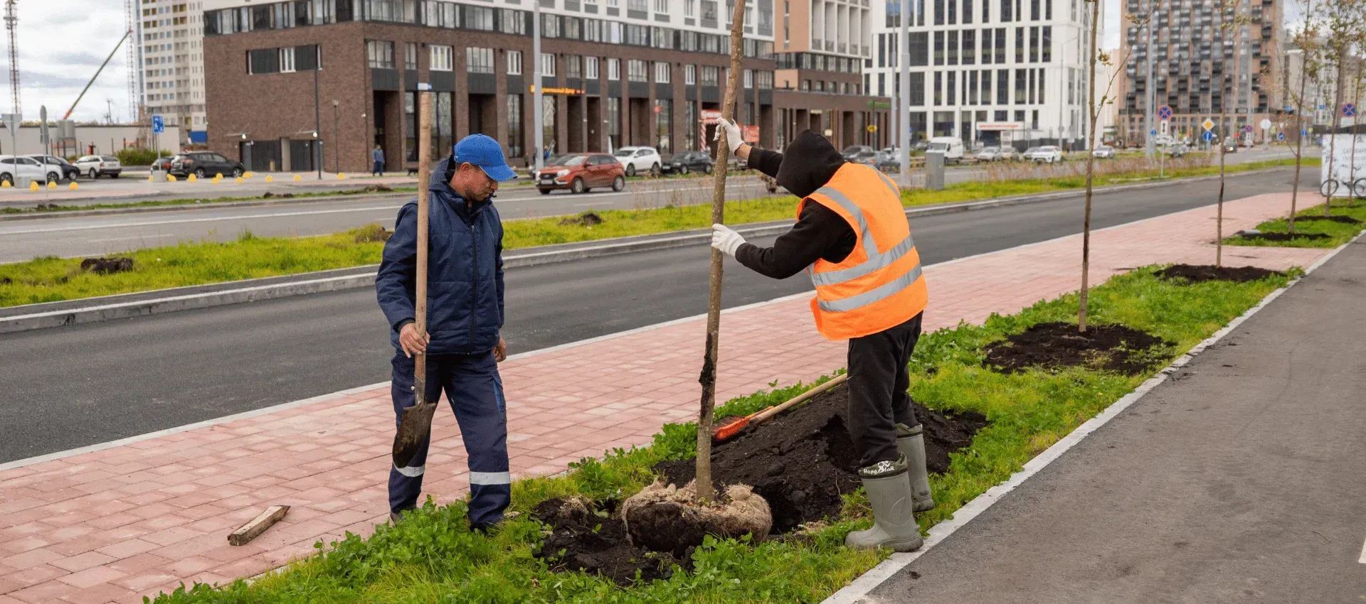 tree installation experts in rehoboth and dighton ma