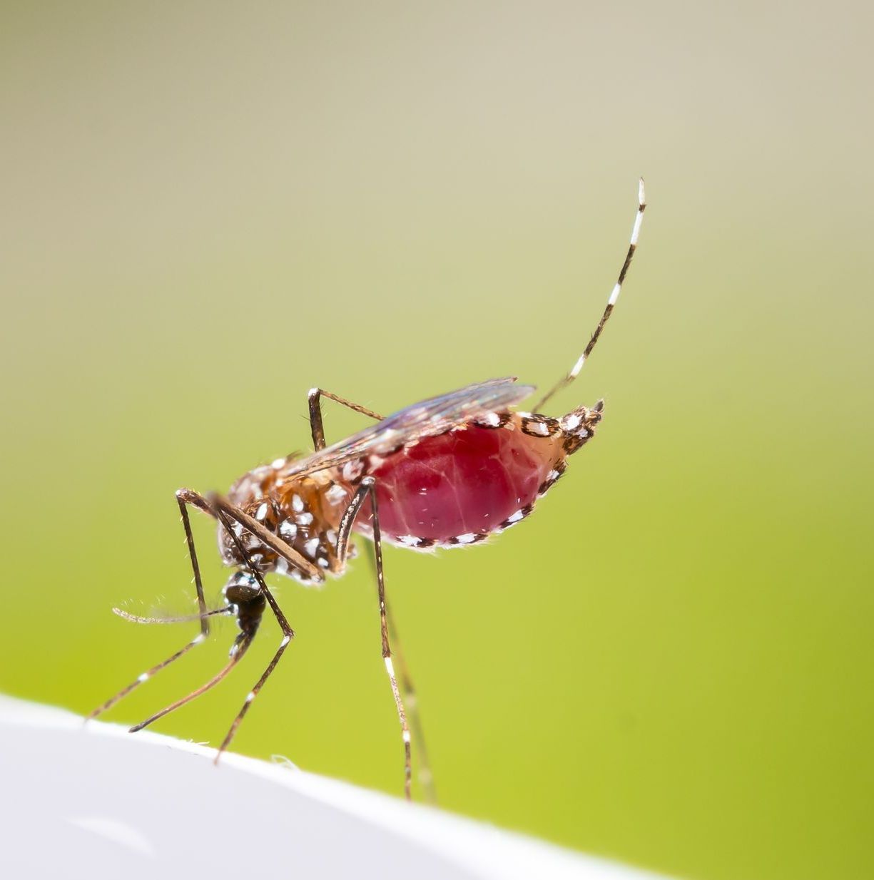 A close up of a mosquito with a red head