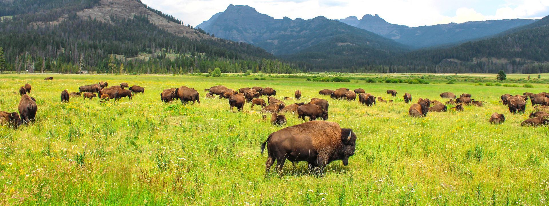 A herd of bison grazing in a grassy field with mountains in the background.